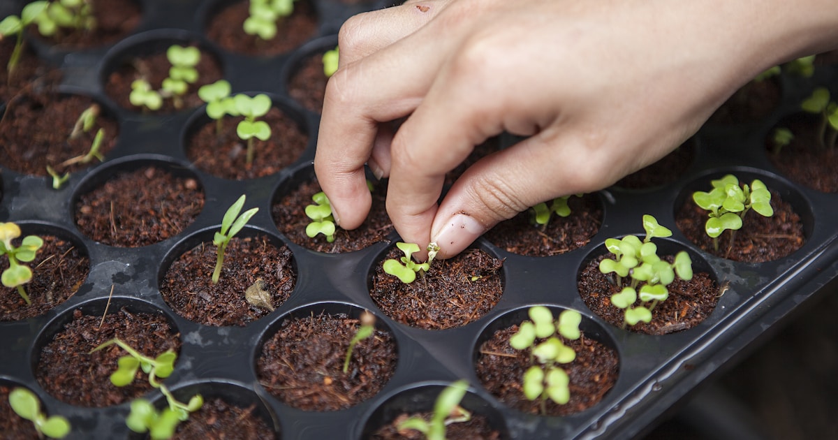 Enhancing Food Security Through Vertical Farming Innovation